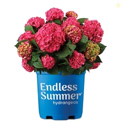 Endless Summer Hydrangea Summer Crush, 1 Gallon
