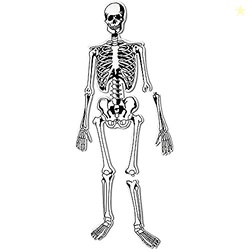 Learning Resources Skeleton Floor Puzzle - Science Classroom Must Haves, STEM Student Essentials, Practice Anatomy, Back to School Supplies for Teachers, Ages 3+