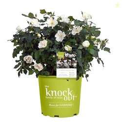 2 Gallon Knock Out Rose White Shrub