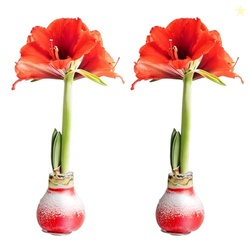COSTA FARMS AMARYLLIS LIVE PLANTS IN BULB, EASY TO MAINTAIN CHRISTMAS OR HOLIDAY DECORATION, FLOWERING FLOWERING INDOOR HOUSEPLANT, HOME, ROOM, OR OFFICE DECOR, HOUSE WARMING GIFT, BULB, PACK OF 2