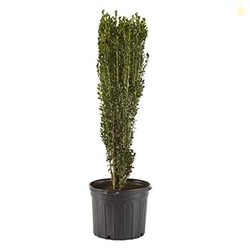 2.25 Gallon Sky Pencil Holly Shrub